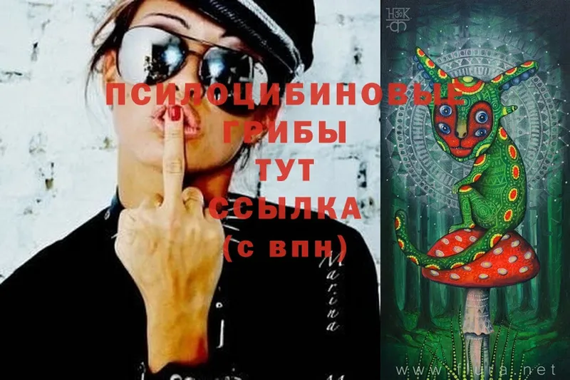 omg зеркало  Александров  Галлюциногенные грибы Psilocybine cubensis 